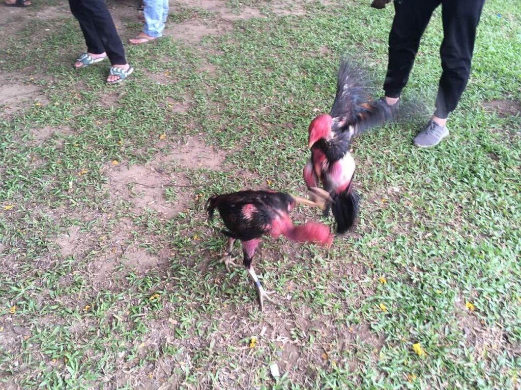 【シャモ】「闘鶏」は動物虐待、愛護団体が禁止訴え　沖縄県は慎重姿勢「実態把握できていない」